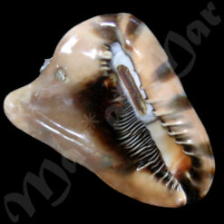 Cassis tuberosa (Linnaeus, 1758) - Imagem 3