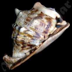 Cassis tuberosa (Linnaeus, 1758) - Imagem 4