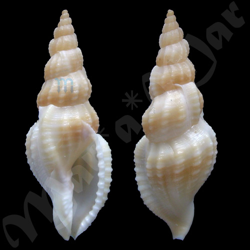 Plesiotriton vivus (Habe & Okutani, 1981)