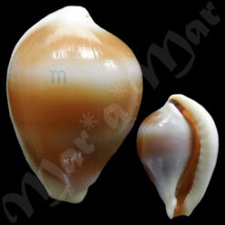 Margovula bimaculata (form) tinctus Cate, 1973