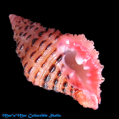 Muricopsis withrowi Vokes & Houart, 1986