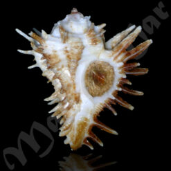 Homalocantha oxycantha (Broderip, 1833)