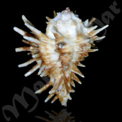 Homalocantha oxycantha (Broderip, 1833) - Imagem 2