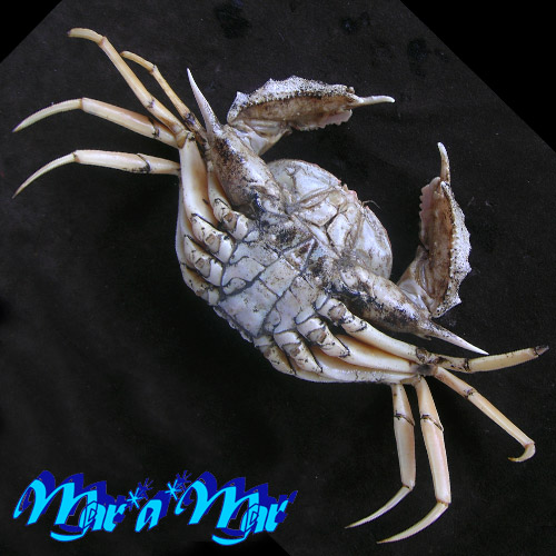 Alternative view of Acanthocarpus alexandrii (Stimpson, 1871)