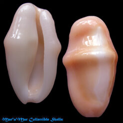 Cyphoma gibbosum Linné, 1758