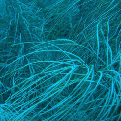 Alternative view of Cyphoma gibbosum Linné, 1758