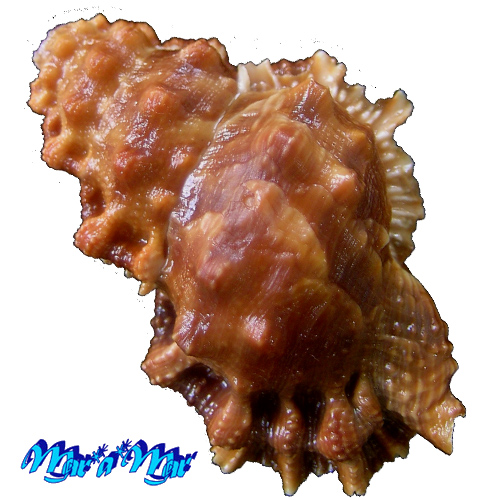 Alternative view of Bursa corrugata ponderosa (Reeve, 1844)