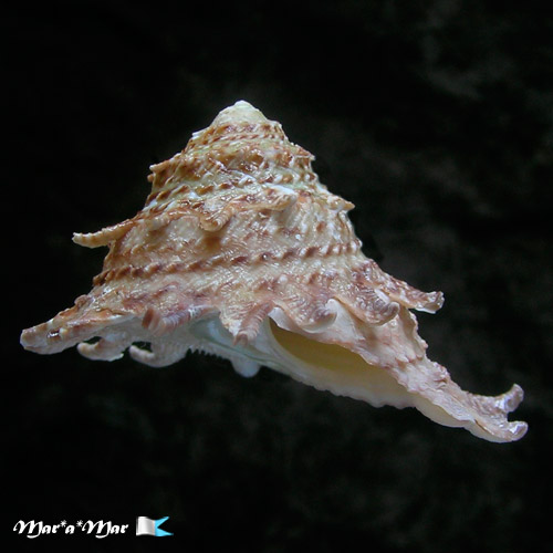 Astraea latispina (Philippi, 1844)