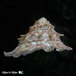 Astraea latispina (Philippi, 1844) - Imagem 2
