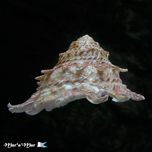 Astraea latispina (Philippi, 1844) - Imagem 2