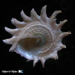 Astraea latispina (Philippi, 1844) - Imagem 3