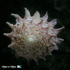 Astraea latispina (Philippi, 1844) - Imagem 4