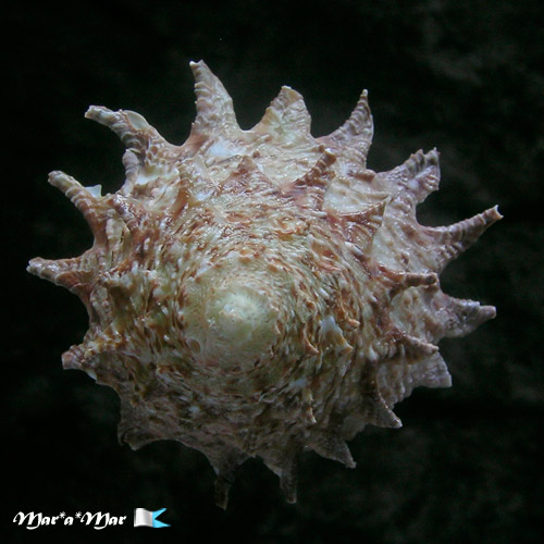 Astraea latispina (Philippi, 1844) - Imagem 4