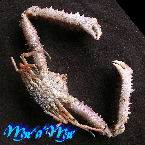 Platylambrus pourtalesii (Stimpson, 1871) - Image 2