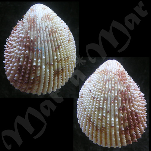 Trachycardium isocardia (L., 1758)