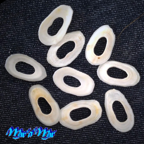 Fissurella megatrema Orbigny, 1841*