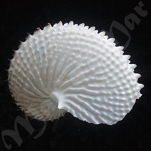 Argonauta nodosa Lightfoot,1786