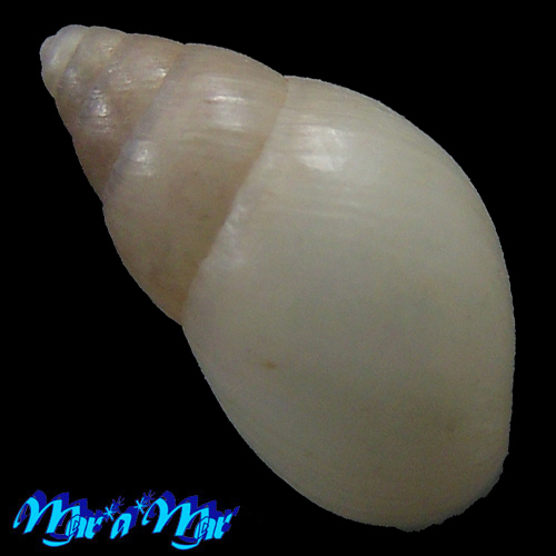 Bulimulus trindadensis Bruere & Coelho, 1976 - Image 2