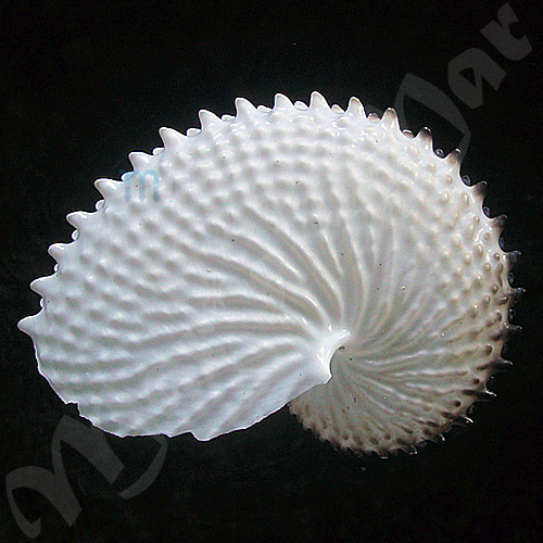 Argonauta nodosa Lightfoot,1786 - Imagem 2