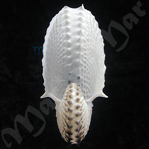 Argonauta nodosa Lightfoot,1786 - Imagem 3