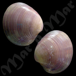 Alternative view of Amiantis purpuratus (Lamarck, 1818)