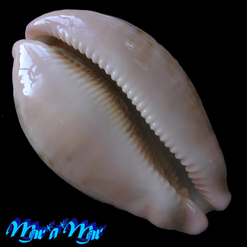 Alternative view of Cypraea (Leporicypraea) mappa mappa (Linnaeus, 1758)