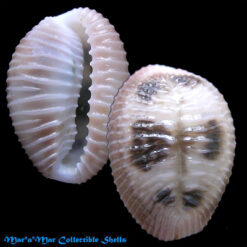 Pusula pediculus (Linnaeus, 1758)