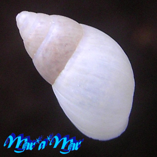 Bulimulus trindadensis Bruere & Coelho, 1976 - Image 2