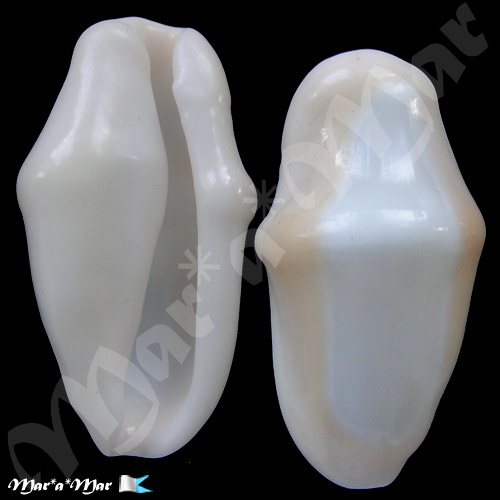 Cyphoma gibbosum (Linnaeus, 1758)