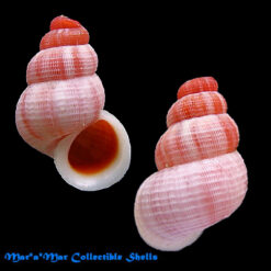 Tudora fossor Baker, 1924