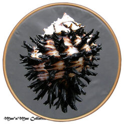 Hexaplex callidinus Berry, 1958 - Imagem 2