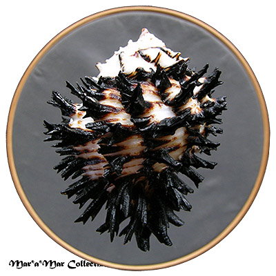 Hexaplex callidinus Berry, 1958 - Imagem 2