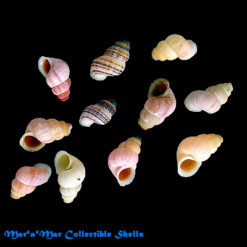 Alternative view of Tudora fossor Baker, 1924