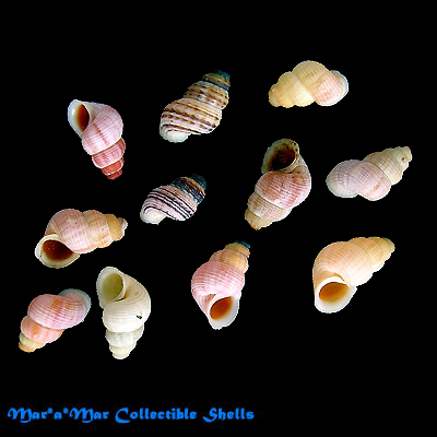 Tudora fossor Baker, 1924 - Image 2