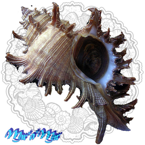 Chicoreus brevifrons Lamarck, 1822