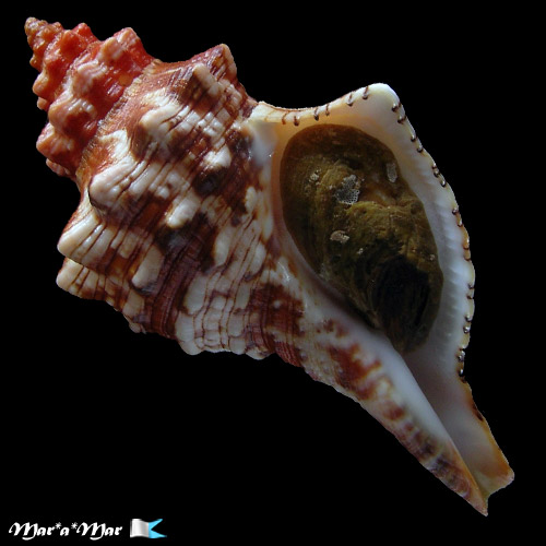 Pleuroploca aurantiaca (Lamarck, 1816)