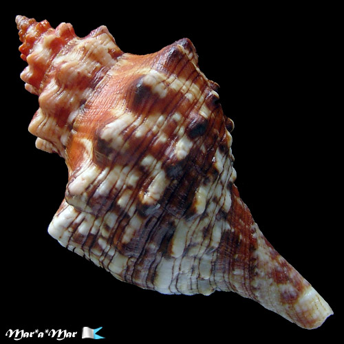Pleuroploca aurantiaca (Lamarck, 1816) - Image 2