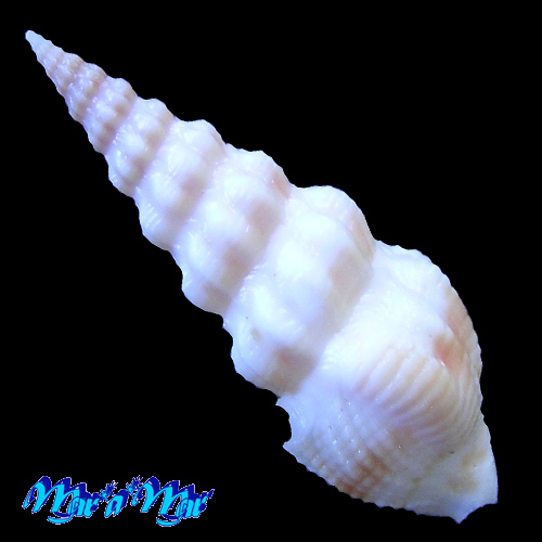 Clathrodrillia rubrofasciata Fallon, 2016 - Image 2