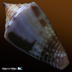 Alternative view of Jaspidiconus simonei Petuch & Myers, 2014