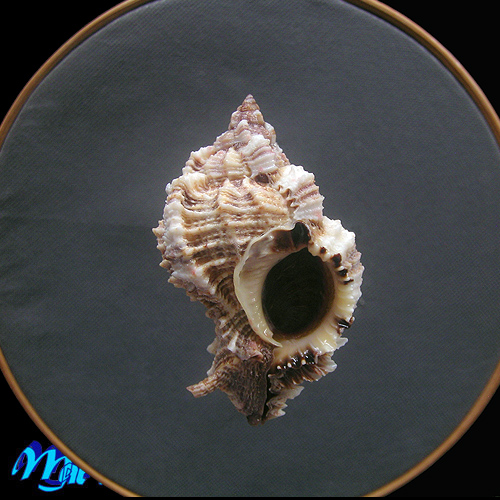 Phyllonotus margaritensis (Abbott, 1958)