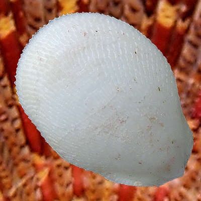 Lima scabra Born, 1778