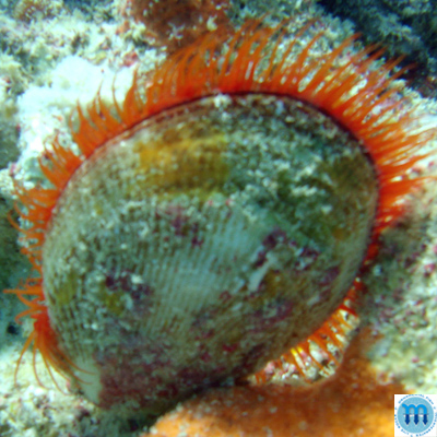 Lima scabra Born, 1778 - Imagem 2