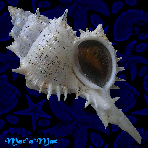 Chicoreus beaui branchi Fischer and Bernardi,1857