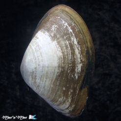 Alternative view of Iphigenia brasiliana (Lamark, 1818)