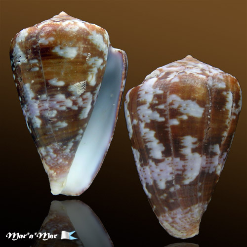 Conus purpurascens Sowerby (I) in Sowerby (II), 1833