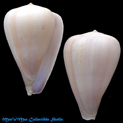 Conus patricius Hinds, 1843
