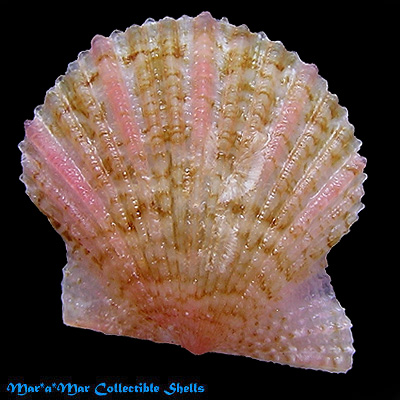 Leptopecten bavayi Dautzemberg, 1927