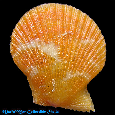 Chlamys benedicti (Verril & Bush, 1897)