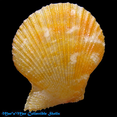 Chlamys benedicti (Verril & Bush, 1897) - Image 2