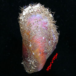 Modiolus capax (Conrad, 1837)